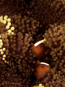 Eye to Eye.  Pink anemone fish (amphiprion perideraion) e... by Richard Witmer 